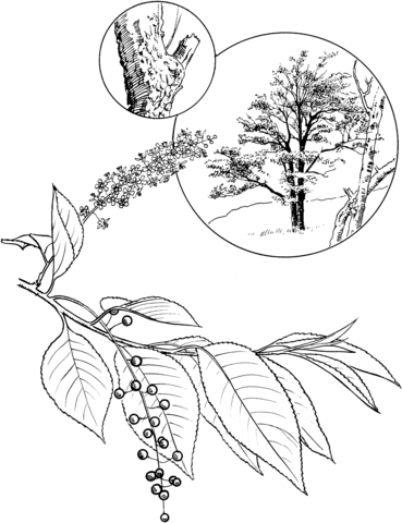 Wild Black Cherry Or Rum Cherry Coloring Page